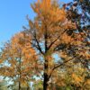 Japanse notenboom (Ginkgo) | Hoogstam