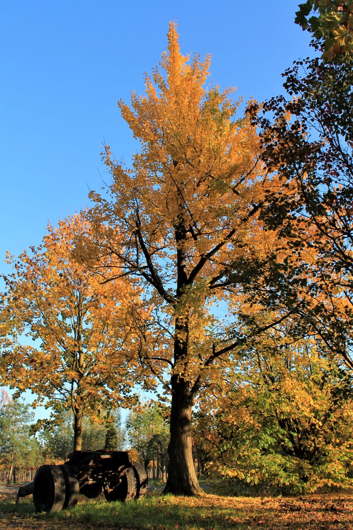 Japanse notenboom (Ginkgo) | Hoogstam
