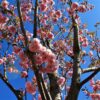 Japanse sierkers 'Kanzan' | Hoogstam