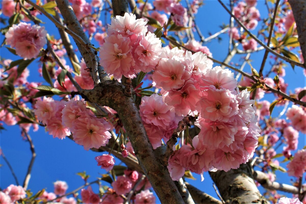 Japanse sierkers 'Kanzan' | Hoogstam