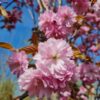 Japanse sierkers 'Kanzan' | Meerstammig