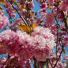 Japanse sierkers 'Kanzan' | Meerstammig