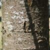 Japanse Schijniep | Hoogstam