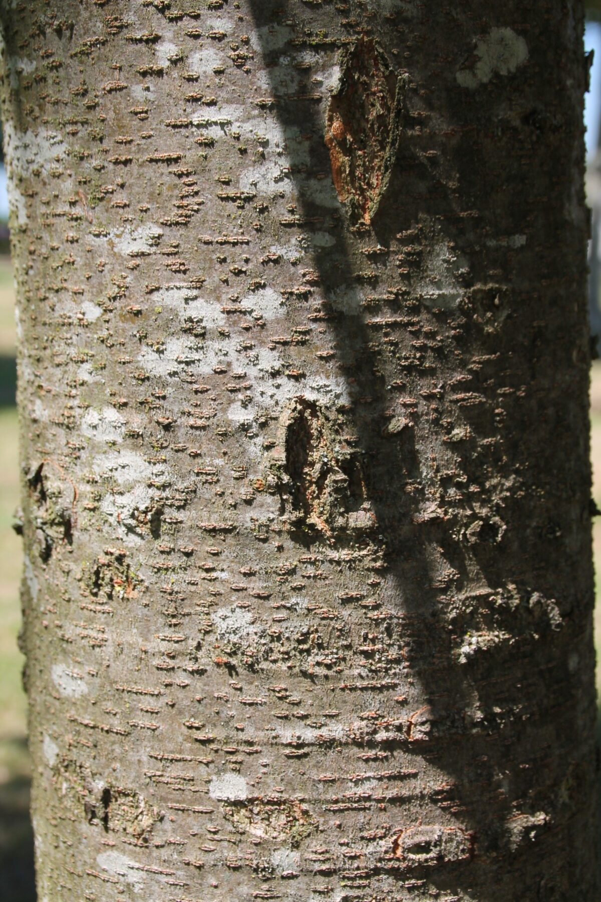 Japanse Schijniep | Hoogstam