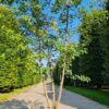 Drietandesdoorn | Meerstammig