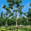 Lotusboom | Hoogstam