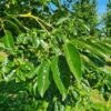 Lotusboom | Hoogstam