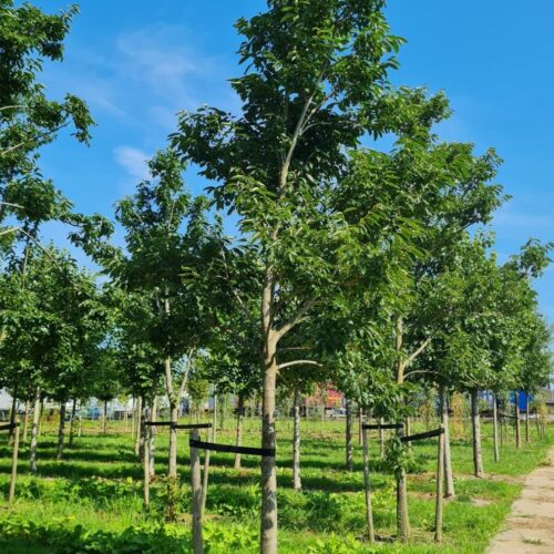 Lotusboom | Hoogstam