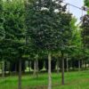Rode beuk | Leivorm