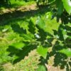 Spaanse eik 'Fulhamensis' | Halfstam