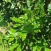 Spaanse eik 'Fulhamensis' | Halfstam
