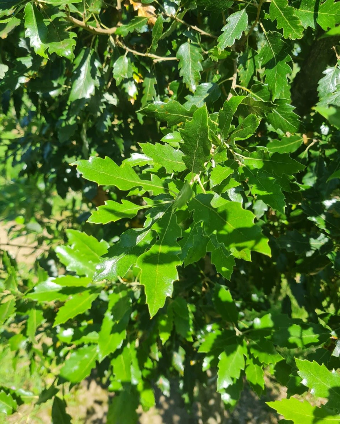 Spaanse eik 'Fulhamensis' | Halfstam