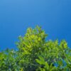 Spaanse eik 'Fulhamensis' | Halfstam