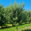 Spaanse eik 'Fulhamensis' | Halfstam
