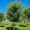 Spaanse eik 'Fulhamensis' | Halfstam