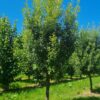 Spaanse eik 'Fulhamensis' | Halfstam