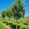 Spaanse eik 'Fulhamensis' | Hoogstam