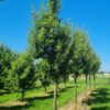 Spaanse eik 'Fulhamensis' | Hoogstam