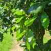 Spaanse eik 'Fulhamensis' | Hoogstam