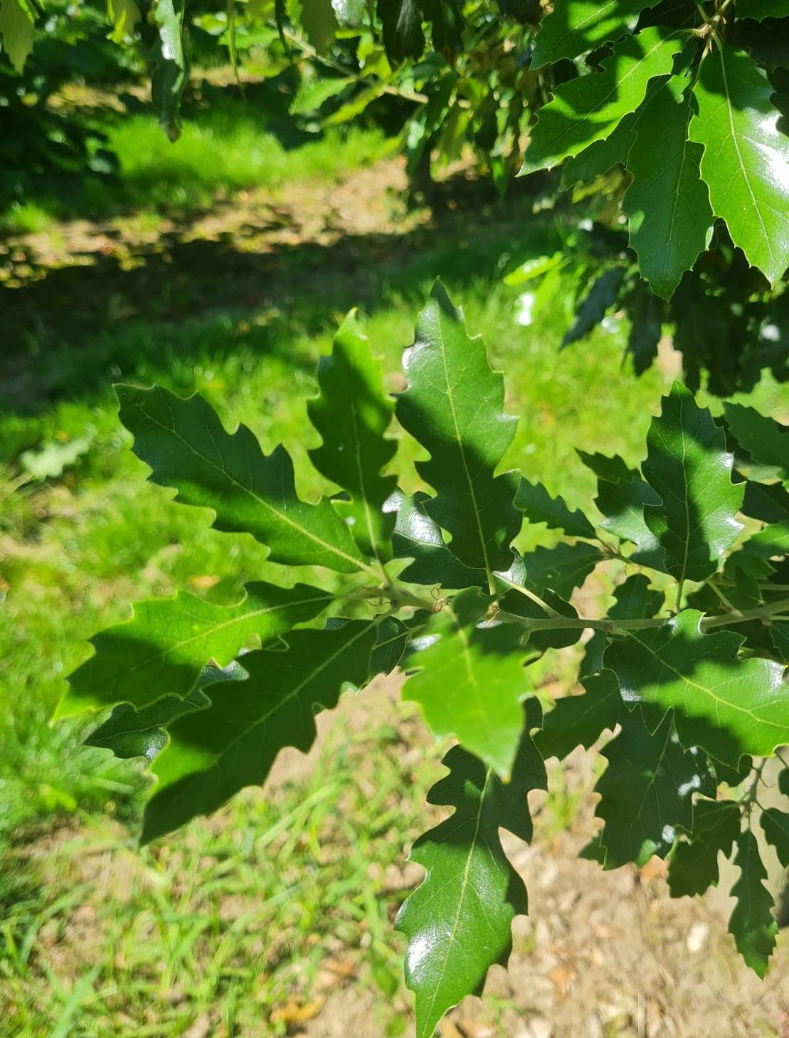 Spaanse eik 'Fulhamensis' | Hoogstam