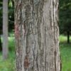 Katsuraboom | Hoogstam