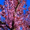 Kerspruim 'Pissardii' | Meerstammig