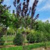 Kerspruim 'Pissardii' | Meerstammig