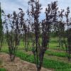 Kerspruim 'Pissardii' | Meerstammig