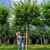 Zomerlinde | Leivorm