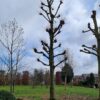 Koningslinde | Kandelabervorm