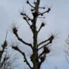 Koningslinde | Kandelabervorm