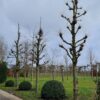 Koningslinde | Kandelabervorm