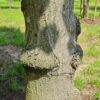 Koningslinde | Kandelabervorm