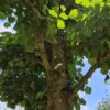 Koningslinde | Kandelabervorm