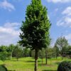 Koningslinde | Kandelabervorm
