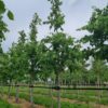 Koningslinde | Hoogstam