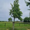 Koningslinde | Hoogstam