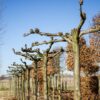 Koningslinde | Dakvorm