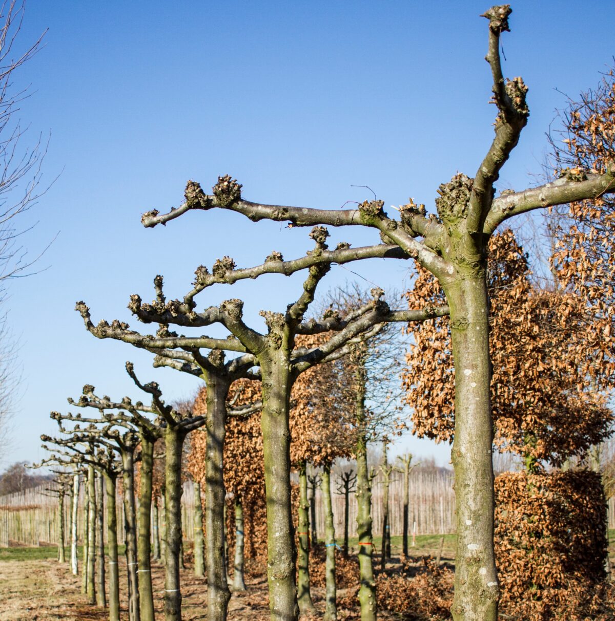 Koningslinde | Dakvorm