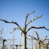 Koningslinde | Dakvorm