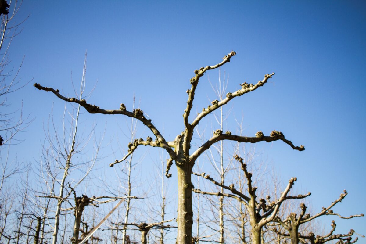 Koningslinde | Dakvorm