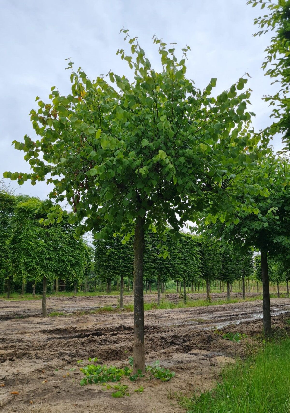Koningslinde | Dakvorm