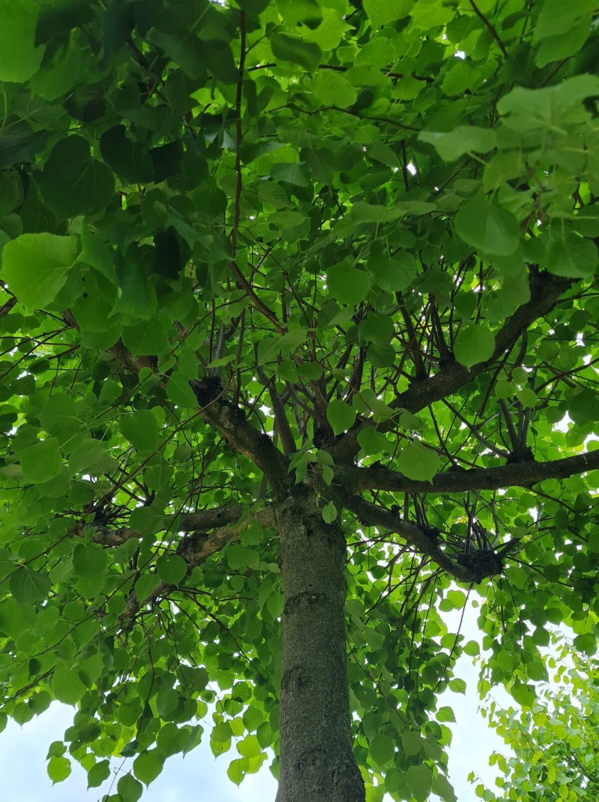 Koningslinde | Dakvorm
