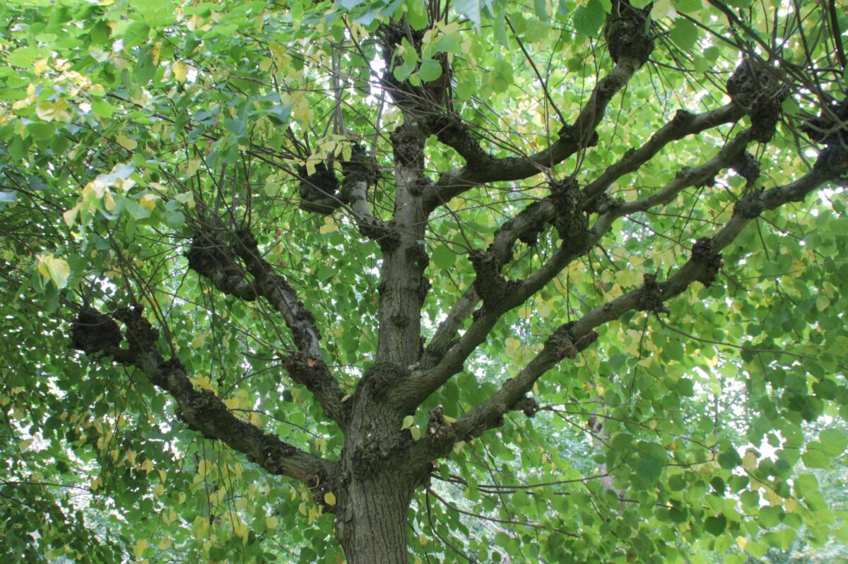 Koningslinde | Leivorm