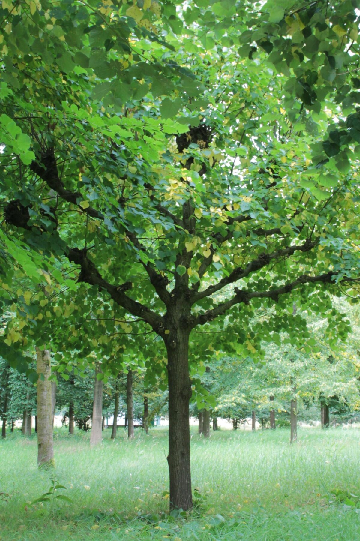 Koningslinde | Leivorm