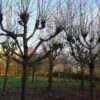 Koningslinde | Leivorm