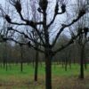 Koningslinde | Leivorm