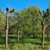 Koningslinde | Leivorm