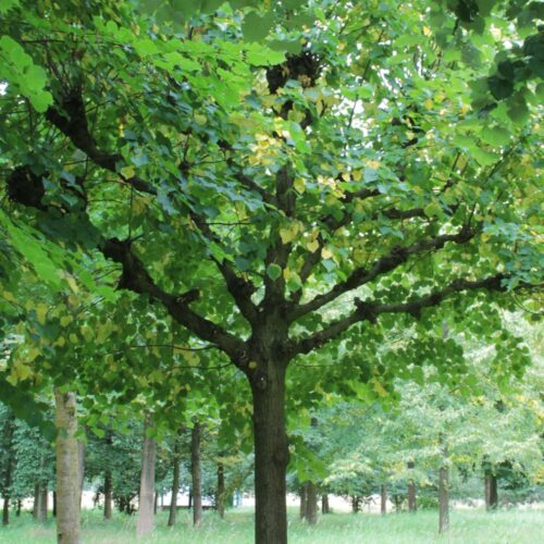 Koningslinde | Leivorm