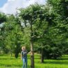 Koningslinde | Leivorm